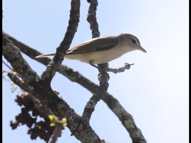 A warbling vireo at Hager Pond in Marlborough, photographed by Steve Forman.