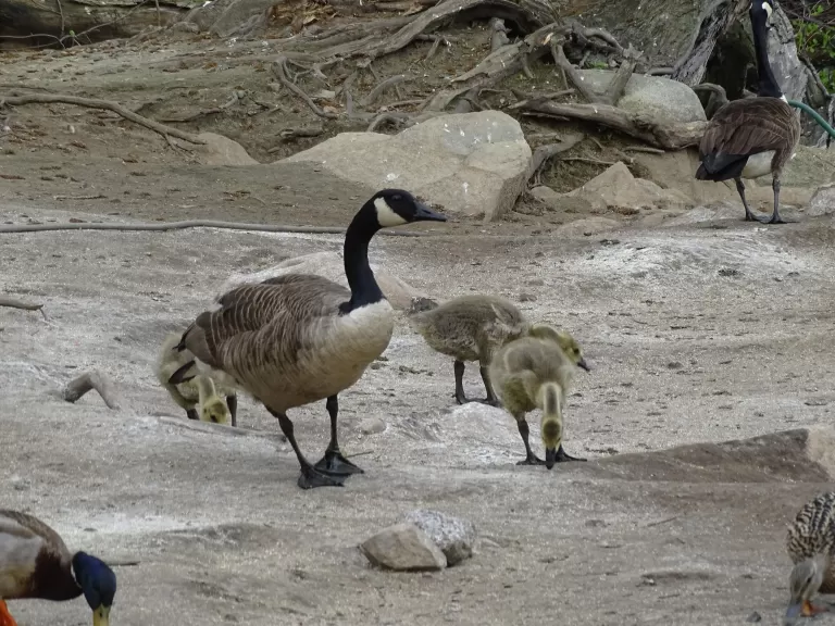 Canada geese at Hager Pond in Marlborough, photographed by Cindy Winer.