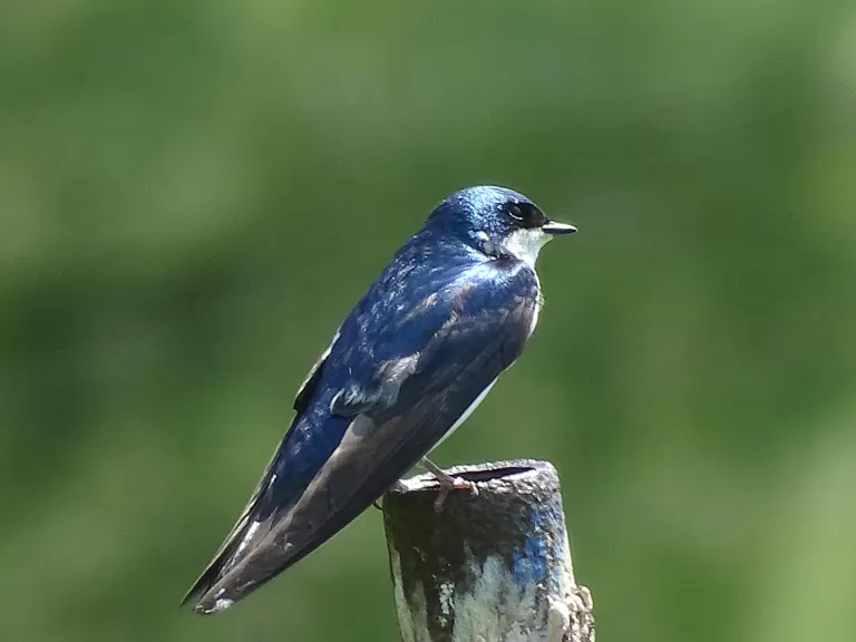 A tree swallow at Broadmoor Wildlife Sanctuary in Natick, photographed by Cindy Winer.