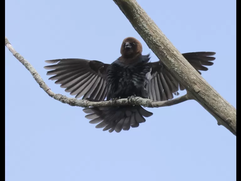 A brown-headed cowbird at Breakneck Hill Conservation Land in Southborough, photographed by Steve Forman.