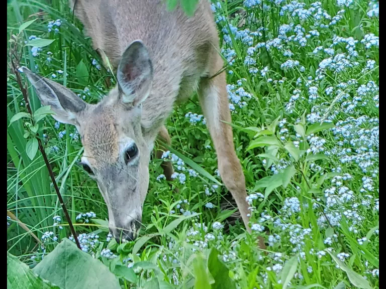 A white-tailed deer along Hop Brook in Sudbury, photographed by Filip De Vos.