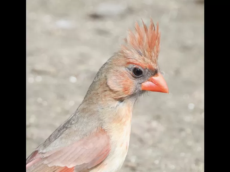 A northern cardinal at Hager Pond in Marlborough, photographed by Steve Forman.