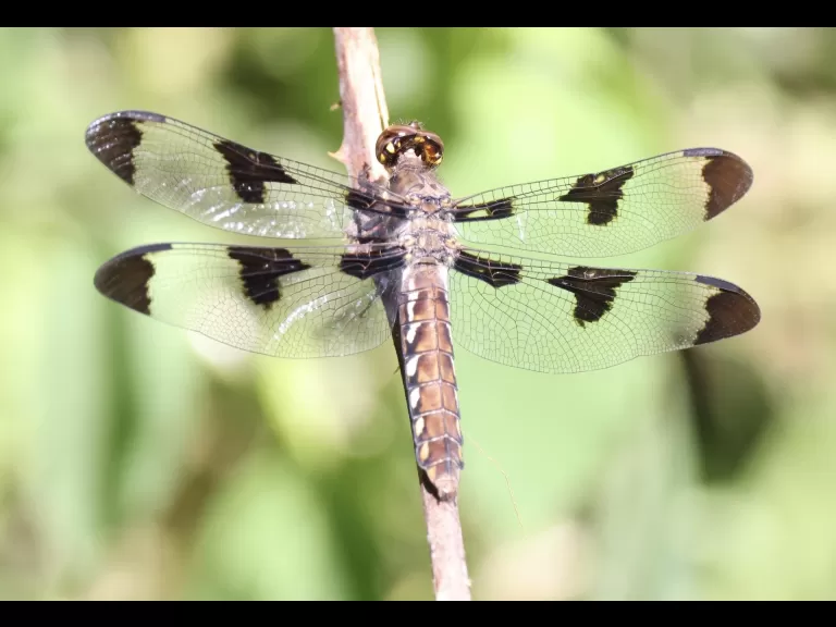 A common whitetail dragonfly at Breakneck Hill Conservation Land in Southborough, photographed by Steve Forman.