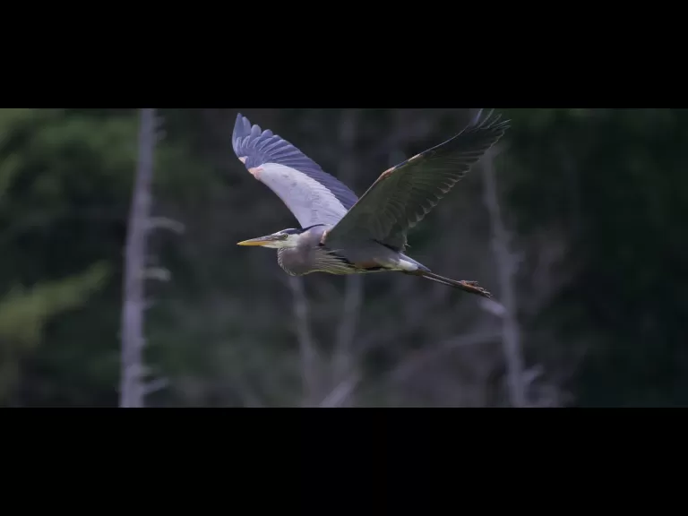 A great blue heron in Stow, photographed by Gail Sartori.
