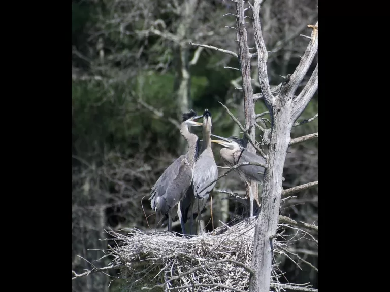 A great blue heron in Stow, photographed by Gail Sartori.
