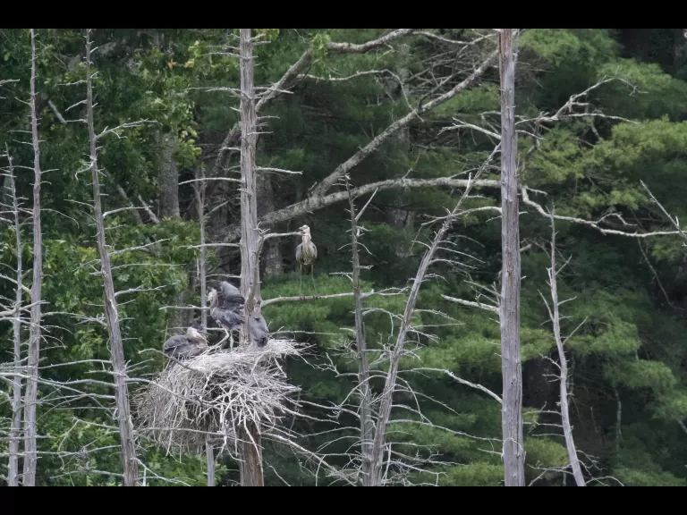 A great blue heron in Stow, photographed by Gail Sartori.