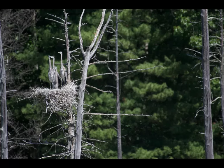 A great blue heron in Stow, photographed by Gail Sartori.