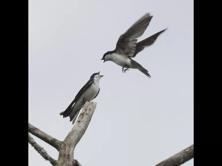 Tree swallows at Breakneck Hill Conservation Land in Southborough, photographed by Steve Forman.