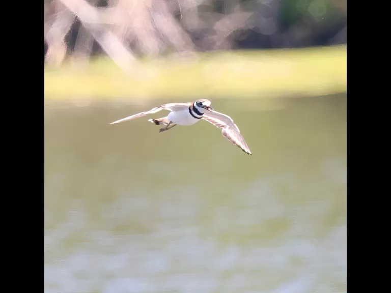 A killdeer at Hager Pond in Marlborough, photographed by Steve Forman.