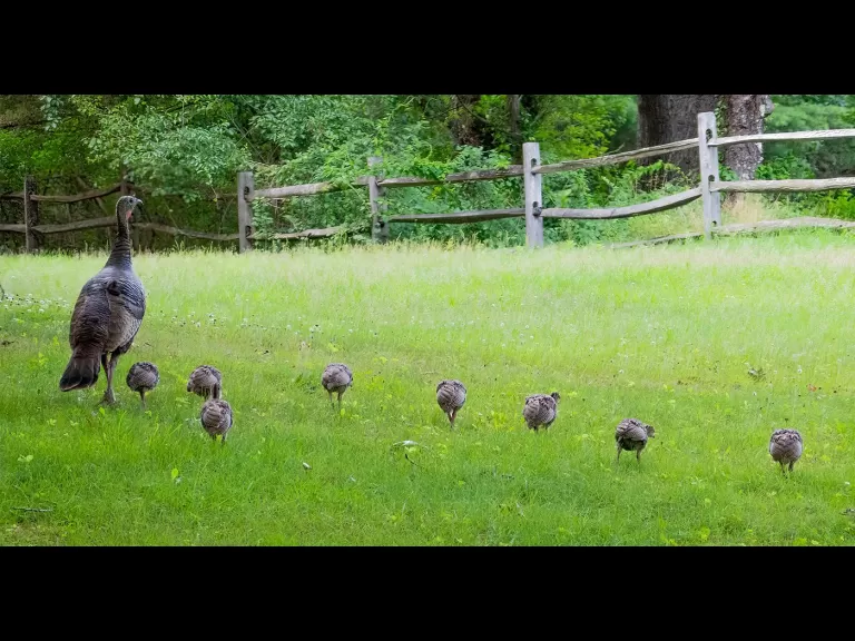 Turkeys in Sudbury, photographed by John McKinney.