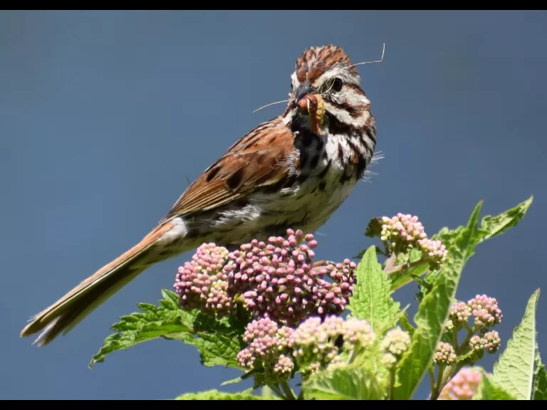 A song sparrow in Southborough, photographed by Eric Crockwell.