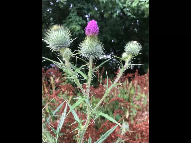 A thistle in Southborough, photographed by Carl Guyer.