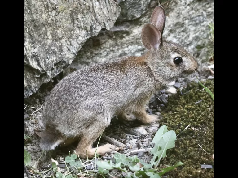 A cotton-tailed rabbit in Framingham, photographed by Steve Forman.