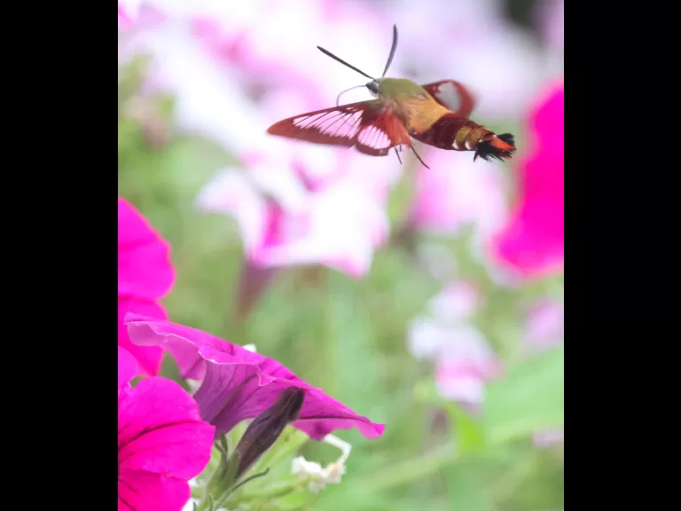 A hummingbird clearwing moth in Framingham, photographed by Steve Forman.