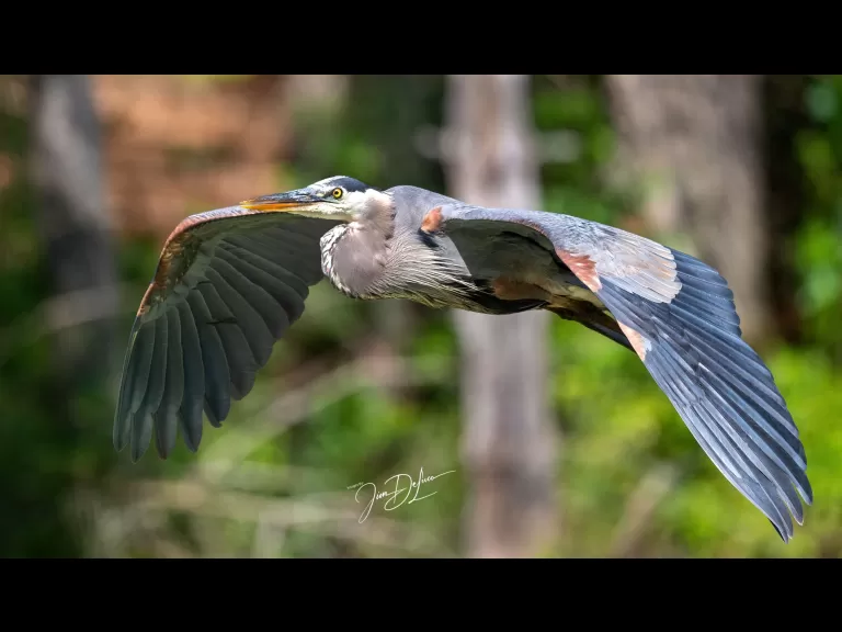 A great blue heron at Assabet River National Wildlife Refuge in Maynard, photographed by Jim DeLuco.