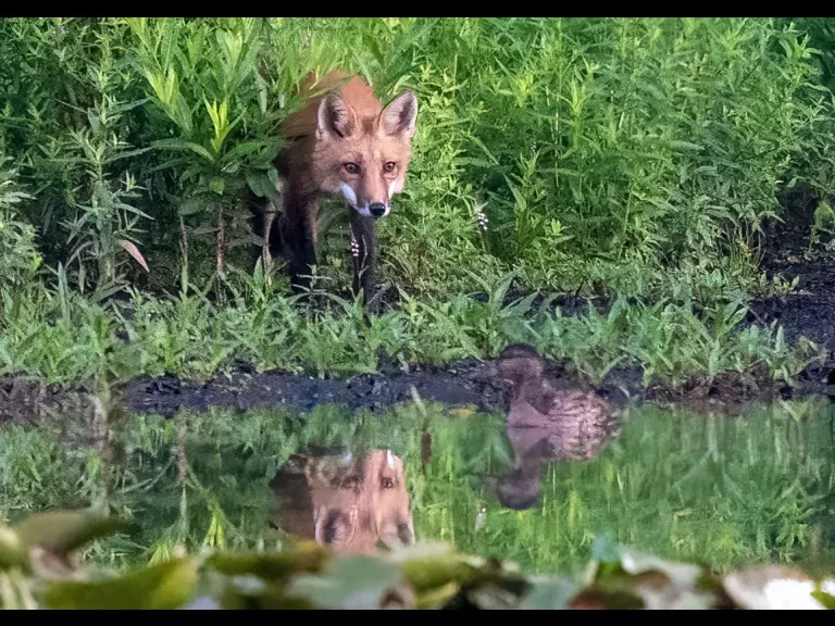 A red fox stalking a mallard (which got away) at Bruce's Pond in Hudson, photographed by Jim Deluco.