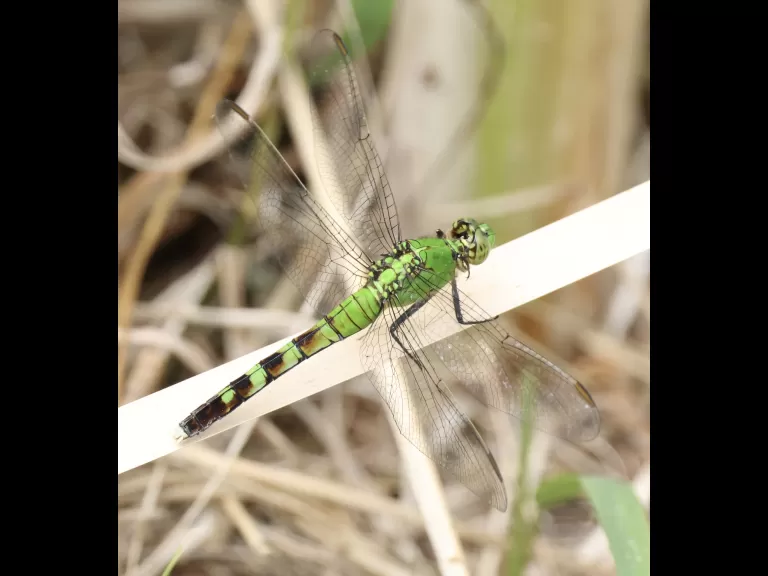 An eastern pondhawk dragonfly, photographed by Steve Forman at Grist Mill Pond in Sudbury.