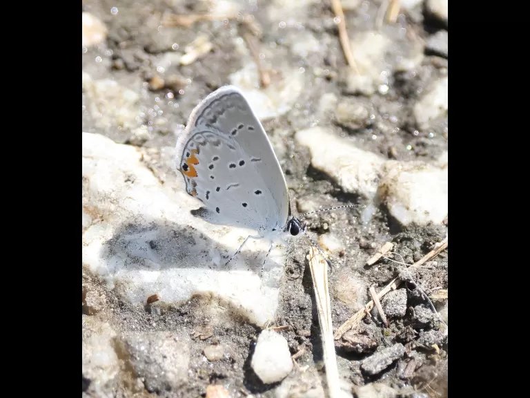 An eastern tailed-blue butterfly at Breakneck Hill Conservation Land in Southborough, photographed by Steve Forman.