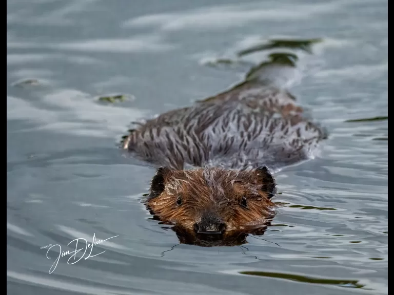 A beaver at Bruce's Pond in Hudson, photographed by Jim DeLuco.