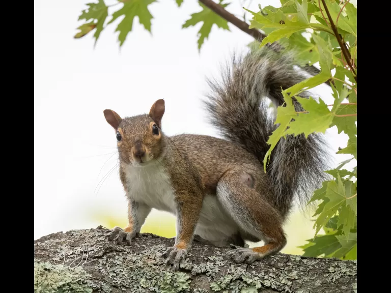 A gray squirrel at Bruce's Pond in Hudson, photographed by Jim DeLuco.
