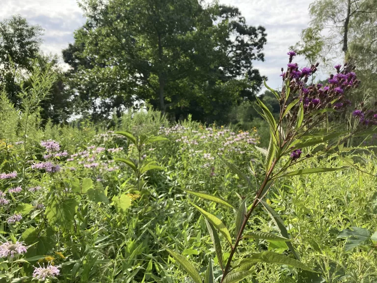 Bee Balm and Ironweed at Gowing's Swamp, August 2022