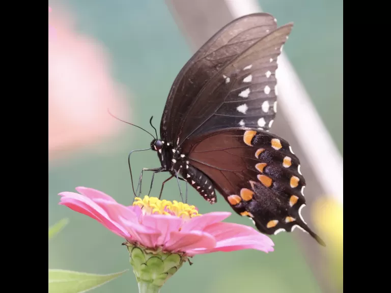 A spicebush swallowtail butterfly at Breakneck Hill Conservation Land in Southborough, photographed by Steve Forman.