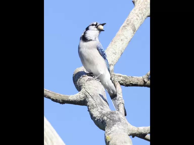 A blue jay at Breakneck Hill Conservation Land in Southborough, photographed by Steve Forman.