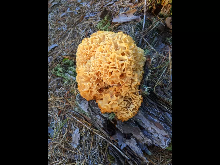 A cauliflower mushroom at SVT's General Federation of Women's Clubs of Massachusetts Memorial Forest in Sudbury, photographed by Craig Smith.