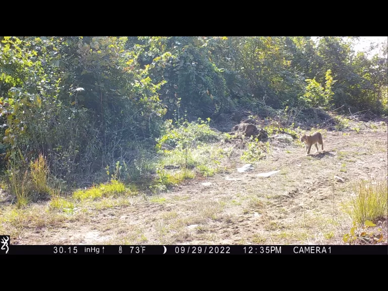 A bobcat in Stow, photographed with an automatically triggered wildlife camera by Steve Cumming.