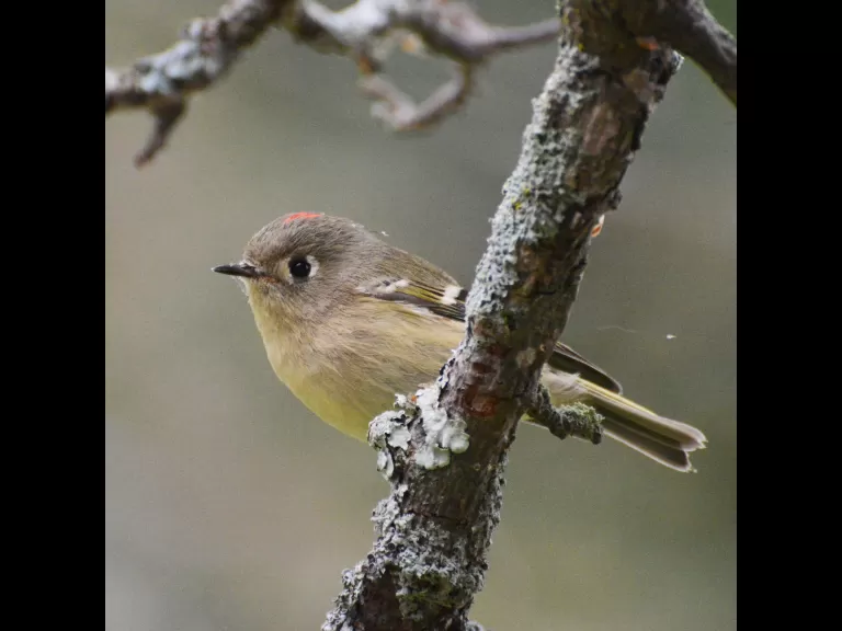 A ruby-crowned kinglet in Lincoln, photographed by Ron McAdow.