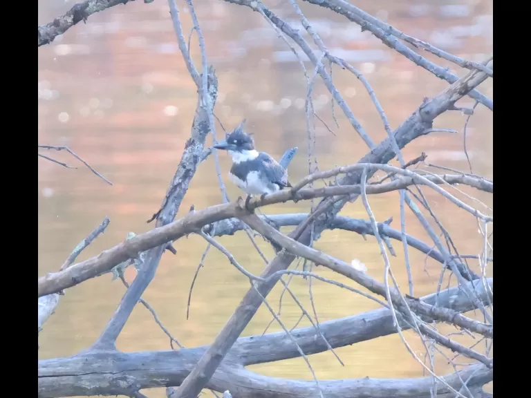 A belted kingfisher at Hager Pond in Marlborough, photographed by Steve Forman.