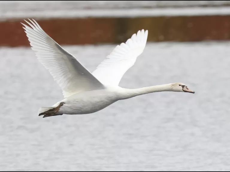 A mute swan at Hager Pond in Marlborough, photographed by Steve Forman.