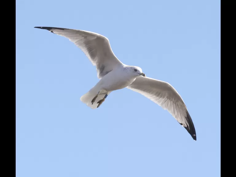 A ring-billed gull at Hager Pond in Marlborough, photographed by Steve Forman.