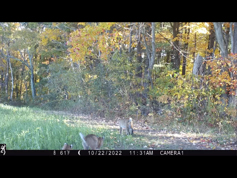 Three bobcats in Bolton, photographed with an automatically triggered wildlife camera by Steve Cumming.