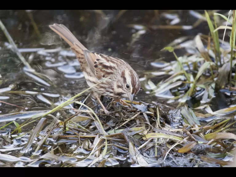 A song sparrow at SVT's Donald CR in Acton, photographed by Gail Sartori.