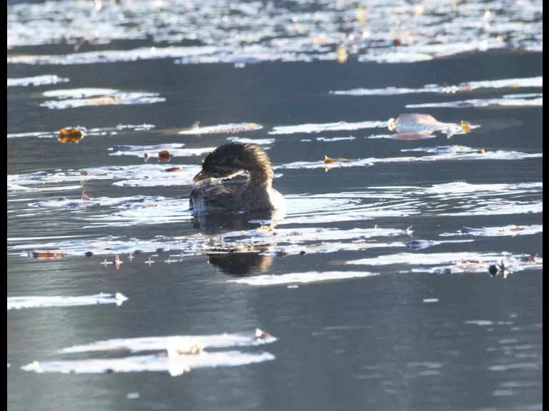A pied-billed grebe on Dudley Pond in Wayland, photographed by Gail Sartori.