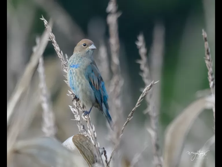 An indigo bunting at Lake Chauncy in Westborough, photographed by Nancy Wright.