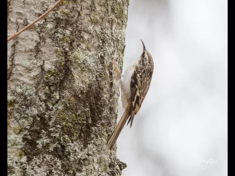 A brown creeper at MacCallum Wildlife Management Area in Westborough, photographed by Nancy Wright. A brown creeper at MacCallum Wildlife Management Area in Westborough, photographed by Nancy Wright.