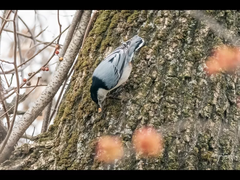 A white-breasted nuthatch at MacCallum Wildlife Management Area in Westborough, photographed by Nancy Wright.