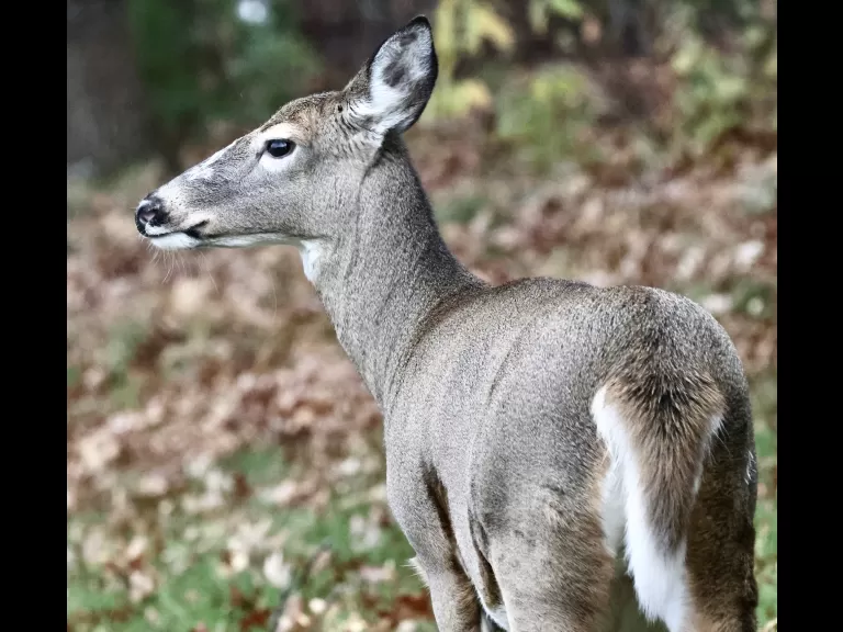 A white-tailed deer in Framingham, photographed by Steve Forman.