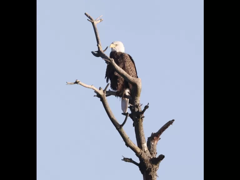 A bald eagle at the Sudbury Reservoir in Southborough, photographed by Steve Forman.