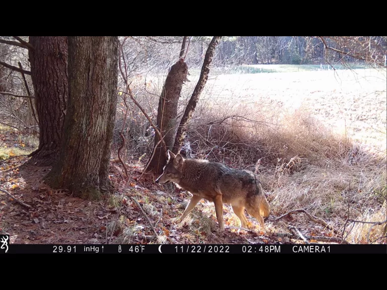 A coyote in Stow, photographed with an automatically triggered wildlife camera by Steve Cumming.