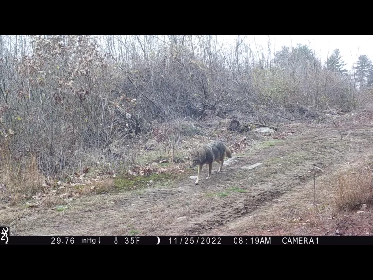 A coyote in Stow, photographed with an automatically triggered wildlife camera by Steve Cumming.