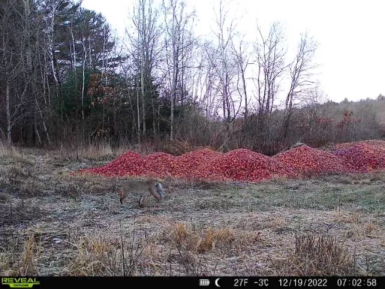 A bobcat with a squirrel in Harvard, photographed with an automatically triggered wildlife camera by Steve Cumming.