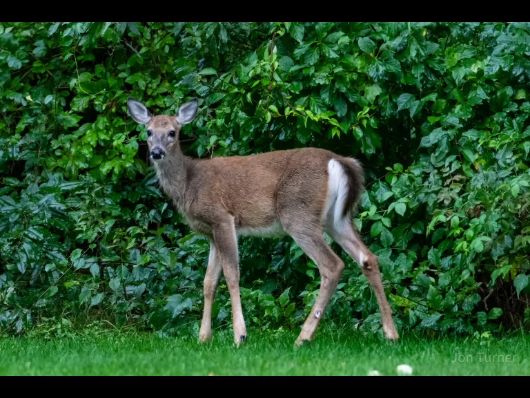 A white-tailed deer in Harvard, photographed by Jon Turner.