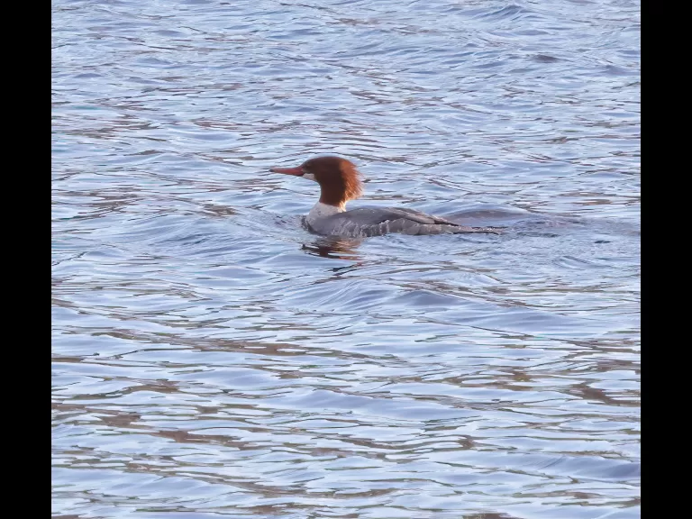 A common merganser at the Sudbury Reservoir in Southborough, photographed by Steve Forman.