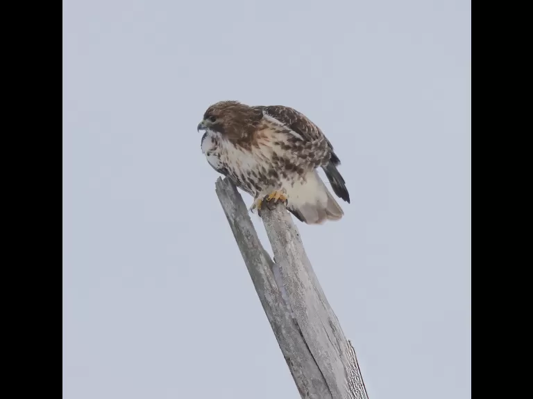A red-tailed hawk at Breakneck Hill Conservation Land in Southborough, photographed by Steve Forman.