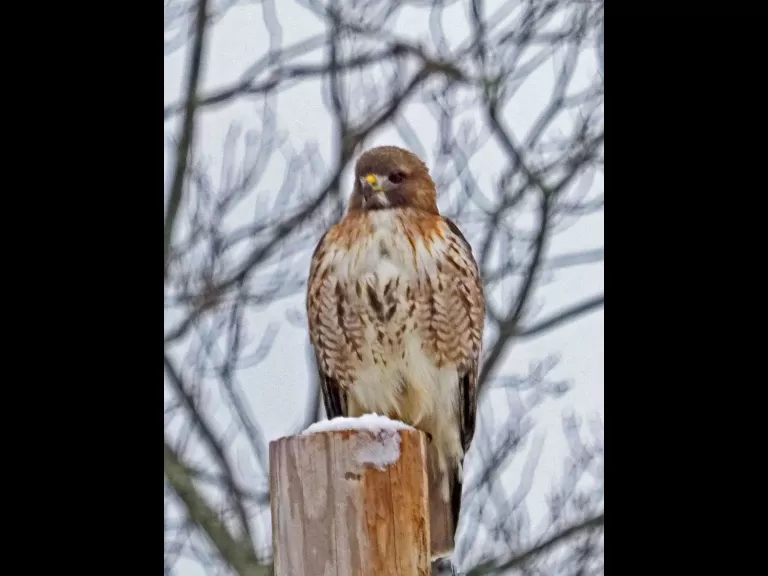A red-tailed hawk in Concord, photographed by Joan Chasan.