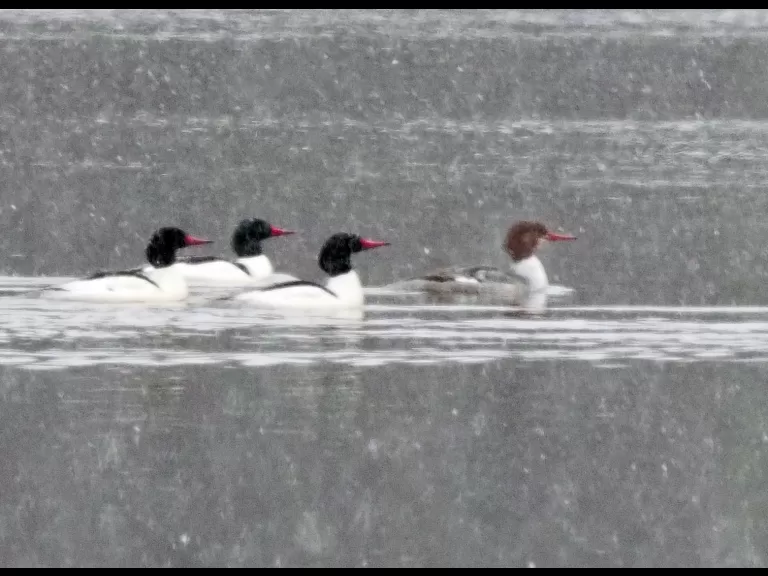 Common mergansers on Heard Pond in Wayland, photographed during a snow storm by Joan Chasan.