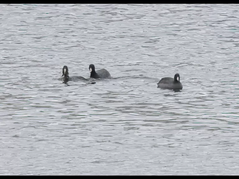 American coots at Hager Pond in Marlborough, photographed by Steve Forman.